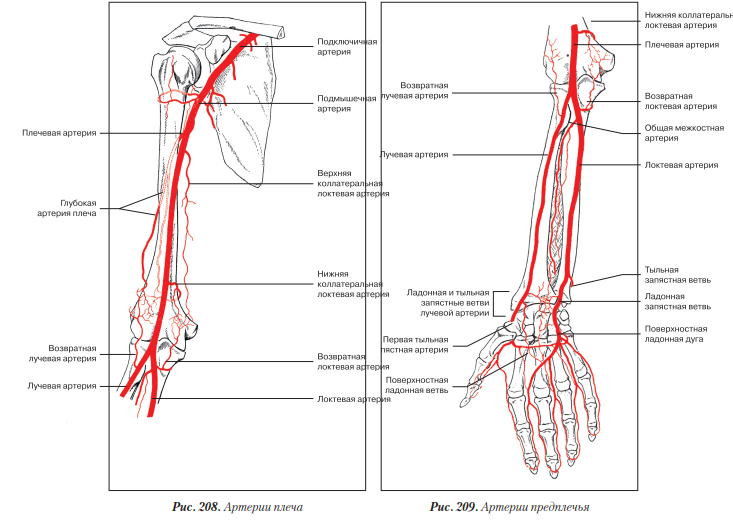 Правая лучевая артерия. Артерии предплечья схема. Кровоснабжение верхней конечности вены. Артерии верхней конечности анатомия. Локтевая артерия схема.