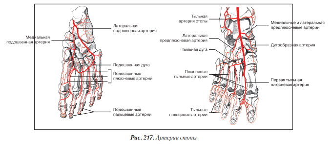 Основные артерии стопы. Артерии нижних конечностей схема стопы. Тыльная артериальная дуга стопы. Тыльная артерия стопы схема. Артерии стопы анатомия.