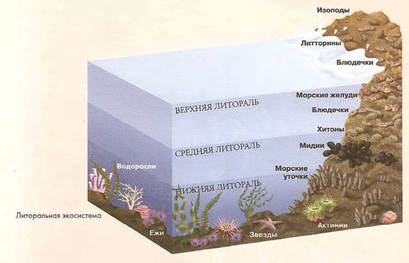 В верхнем слое воды обитает больше. Экосистема моря. Морские экосистемы. Экосистема океана. Пресноводные экосистемы.